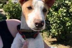 Podenco mix Miro - dogs for adoption  SOS Animals Spain