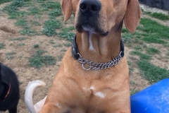 Nea is a beautiful young dog - dogs for adoption SOS Animals Spain