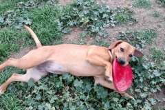 Nea with her frisbee - dogs for adoption SOS Animals Spain
