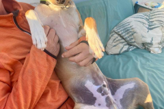 Otto having a tummy rub with a volunteer - dogs for adoption SOS Animals Spain