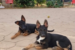 Otto and brother Nils - dogs for adoption SOS Animals Spain