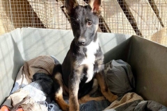 Otto in the sunshine - dogs for adoption SOS Animals Spain