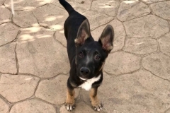 Adorable Otto - dogs for adoption SOS Animals Spain