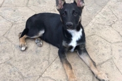 Otto relaxing in the garden - dogs for adoption SOS Animals Spain