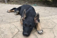 Otto taking it easy after some puppy training - dogs for adoption SOS Animals Spain