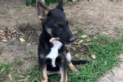 Otto enjoying some garden time - dogs for adoption SOS Animals Spain