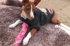 Podenco pup Pedro with his new toy - dogs for adoption SOS Animals Spain