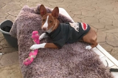 Podenco pup Pedro in his smart new coat - dogs for adoption SOS Animals Spain