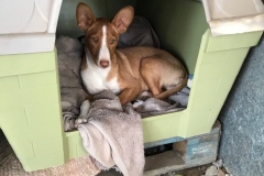 Pedro in his kennel - dogs for adoption SOS Animals Spain