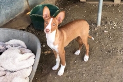 Podenco puppy Pedro - dogs for adoption SOS Animals Spain