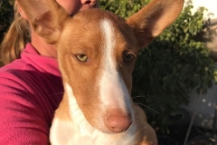 Pedro loves cuddling with the volunteers - dogs for adoption SOS Animals Spain