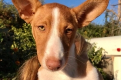Cheeky Podenco puppy Pedro enjoying the sunshine - dogs for adoption SOS Animals Spain