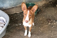 Podenco pup Pedro showing off his ears - dogs for adoption SOS Animals Spain