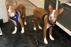 Pedro and Julio at the vets for a check-up - dogs for adoption SOS Animals Spain