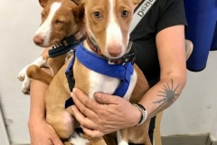 Podenco pups Pedro and Julio - dogs for adoption SOS Animals Spain