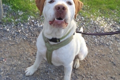 Samson out for a walk - sponsor dogs at SOS Animals Spain