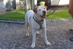 Samson enjoying his walk - sponsor dogs at SOS Animals Spain