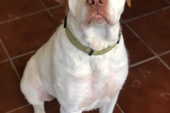 Samson posing for the camera - sponsor dogs at SOS Animals Spain