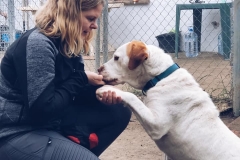 Samson giving a paw to one of our volunteers - sponsor dogs at SOS Animals Spain