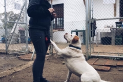 Samson being a charmer - sponsor dogs at SOS Animals Spain