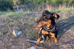Tara enjoying the sunshine - dogs for adoption SOS Animals Spain