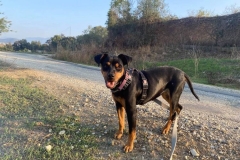 Tara enjoying the river walk - dogs for adoption SOS Animals Spain