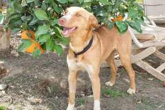 Tarzan under the orange tree in the garden - dogs for adoption SOS Animals Spain