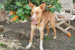 Tarzan enjoying the shelter garden - dogs for adoption SOS Animals Spain