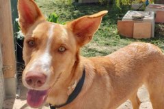 Tarzan has the most beautiful eyes - dogs for adoption SOS Animals Spain