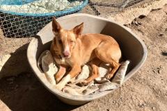 Tarzan relaxing after a walk - dogs for adoption SOS Animals Spain