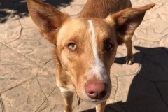 Beautiful podenco Tarzan - dogs for adoption SOS Animals Spain