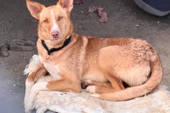 Tarzan relaxing in the sunshine after a swim in the river - dogs for adoption SOS Animals Spain