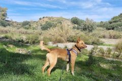 Tarzan walking by the river - dogs for adoption SOS Animals Spain
