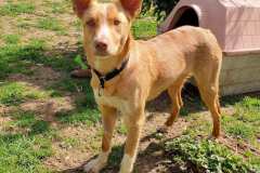 Tarzan enjoying playtime in the shelter garden - dogs for adoption SOS Animals Spain