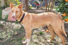 handsome podenco Tarzan loves to spend time in the shelter garden  - dogs for adoption SOS Animals Spain