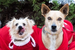 Teija and Ronnie in their Christmas jumpers - sponsor dogs at SOS Animals Spain