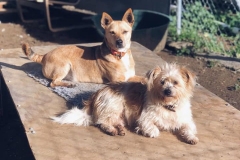 Teija and Ronnie enjoying the sunshine - sponsor dogs at SOS Animals Spain