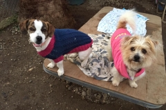 Sponsor dogs Tilda and Teija - sponsor dogs at SOS Animals Spain