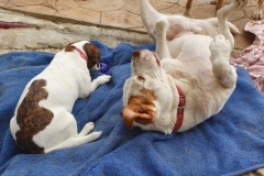 Tilda and Samson - sponsor dogs at SOS Animals Spain