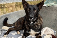 Zeus relaxing in his bed - dogs for adoption SOS Animals Spain