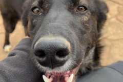 Zeus enjoying fuss with a volunteer - dogs for adoption SOS Animals Spain