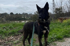 Zeus on a country walk - dogs for adoption SOS Animals Spain