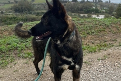 Zeus enjoying a one to one walking session - dogs for adoption SOS Animals Spain