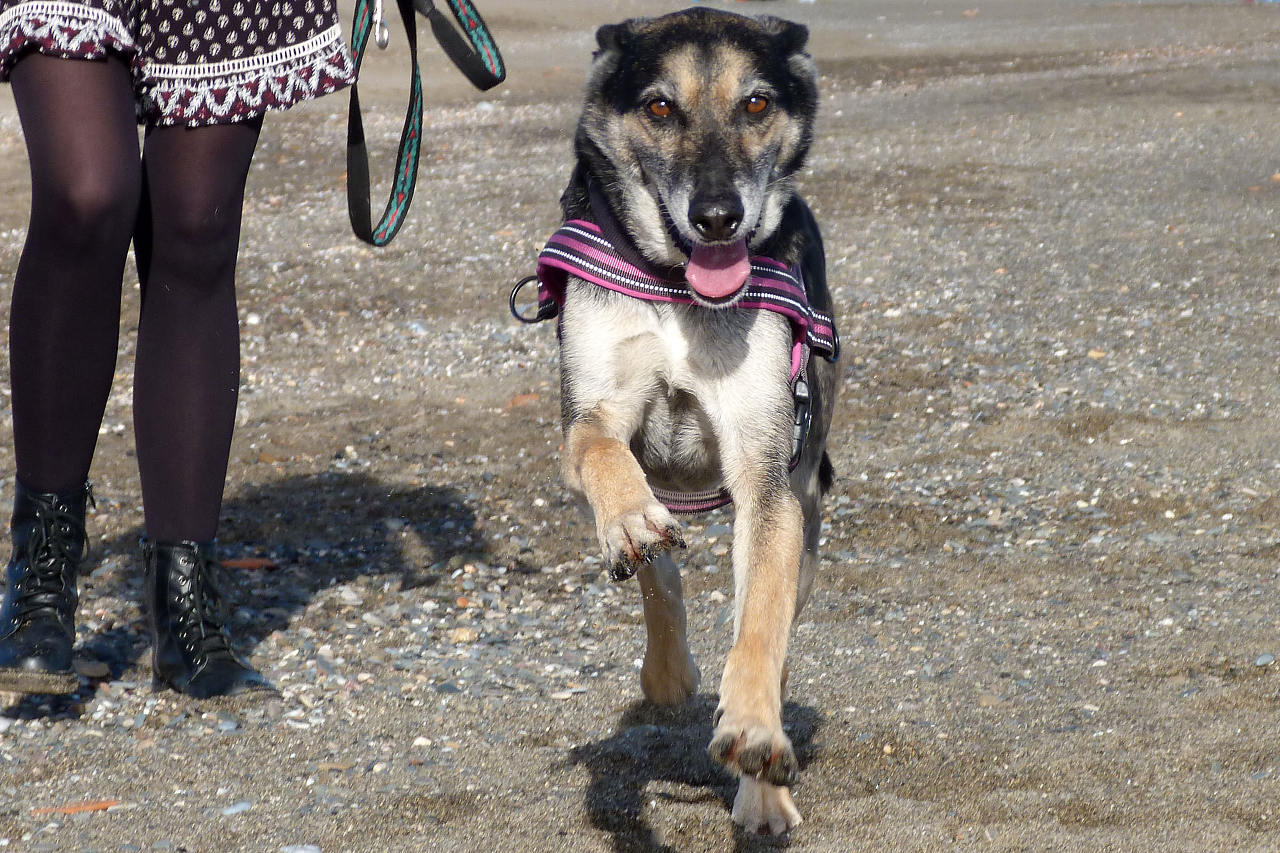 Our oldest resident Hardy - sponsor dogs at SOS Animals Spain