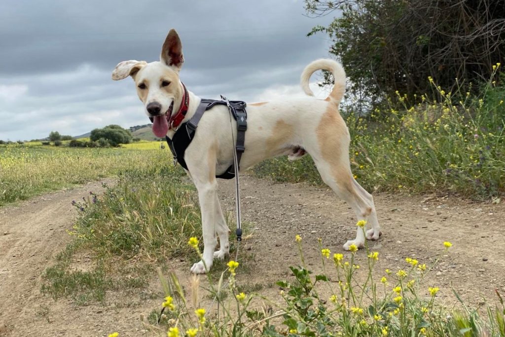 Dogs for Adoption at our SOS Animals shelter in southern Spain